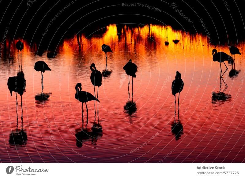 Common flamingos in sunset silhouette with reflection water bird nature wildlife vibrant colorful dusk twilight serene tranquil beauty natural habitat