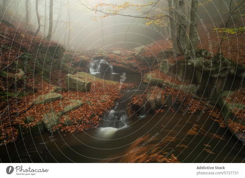 Misty Montseny Beech Forest and Creek in Catalonia montseny beech forest catalonia scene misty creek flowing autumn leaves fallen gentle water woodland nature