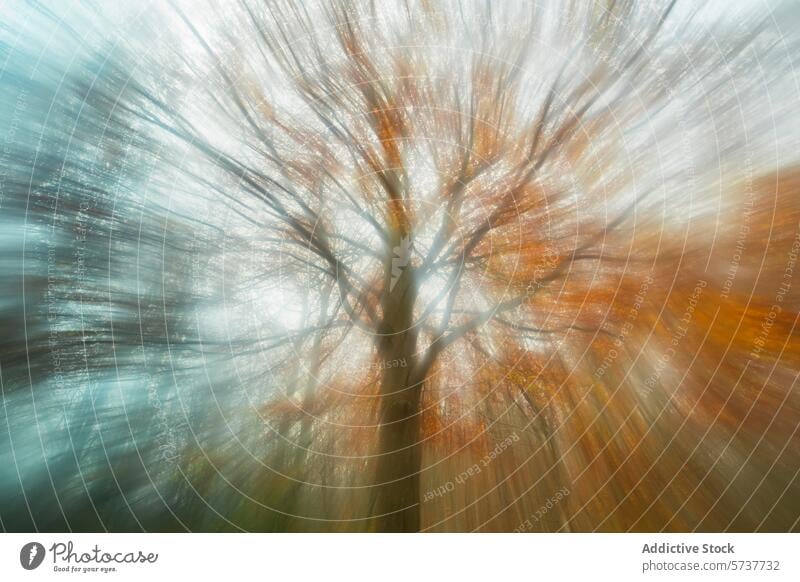 Ethereal Autumn Beech Forest in Catalonia beech forest montseny catalonia autumn ethereal motion blur tree artistic photo autumnal effect nature scenic outdoors