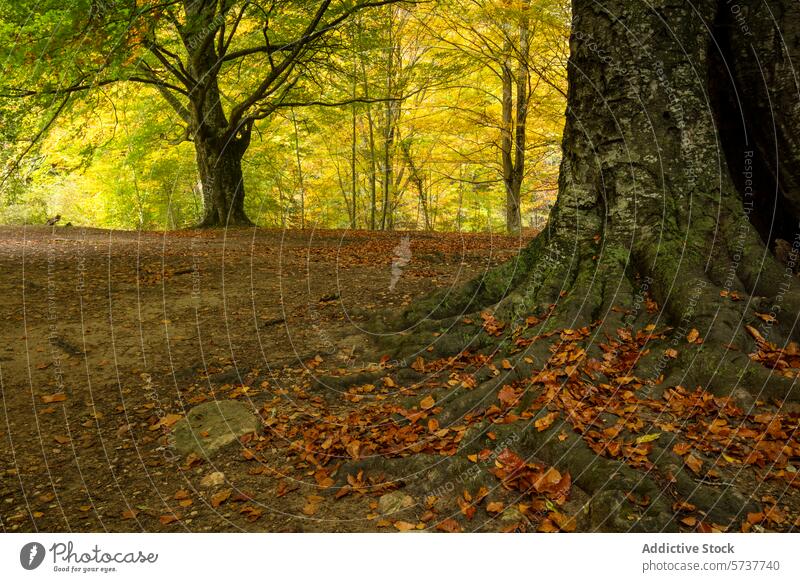 Autumn splendor in Montseny Beech Forest, Catalonia montseny beech forest catalonia autumn tree roots natural beauty scenery fall leaves golden yellow brown