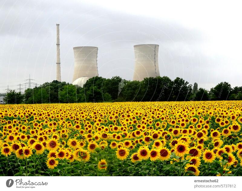 Nuclear power plant and sunflowers in Grafenrheinfeld am Main Sunflower Sunflower field kkw Yellow Nuclear Power