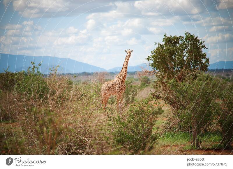 Giraffe has the big picture Kenya Animal Africa Safari Nature Mammal animal world Savannah Landscape Clouds Sky Tree Wilderness Authentic Herbivore naturally