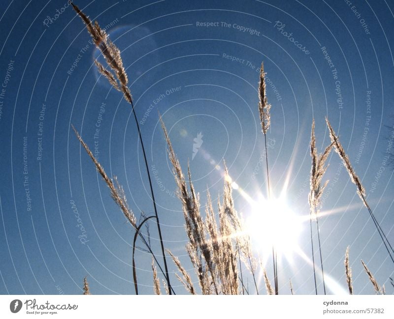 I'm blinded. I Light Dazzle Common Reed Grass Plant Moody Impression Macro (Extreme close-up) Close-up Summer Sun Sky Blue Nature
