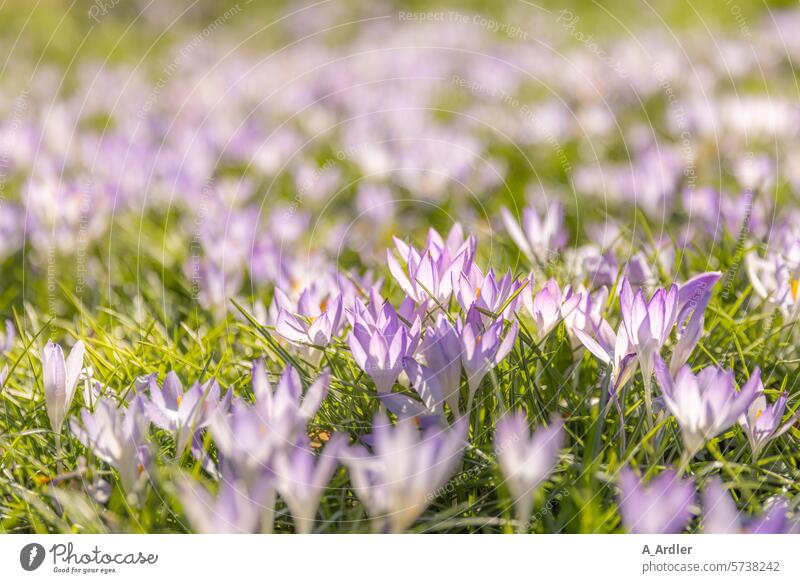 Crocuses in the sunlight on a green meadow Worm's-eye view Shallow depth of field blurriness Day Macro (Extreme close-up) Deserted Close-up Exterior shot