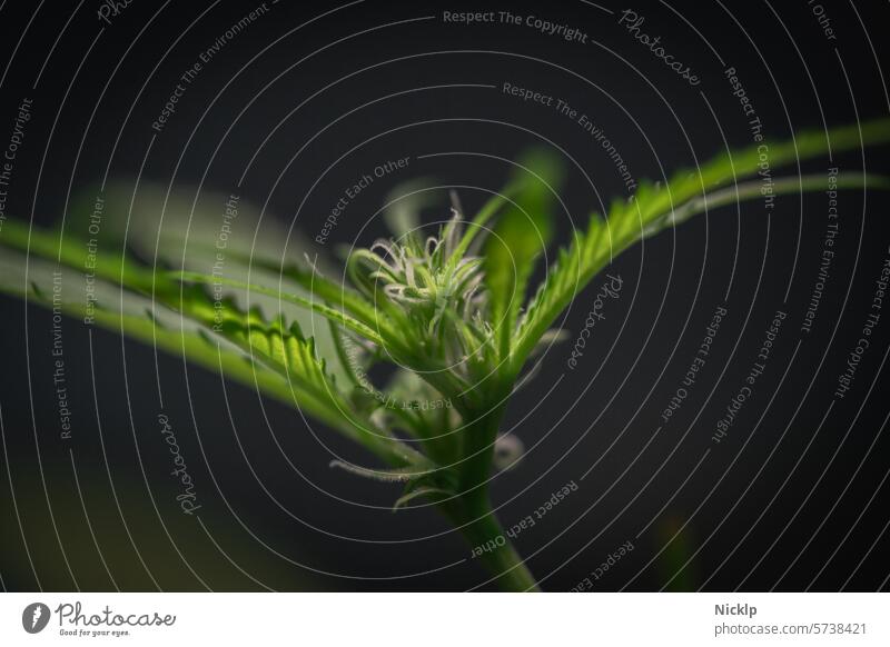 Close-up of a hemp plant in bloom Hemp Cannabis Marijuana cannabis indica legalization cannabis sativa medical marijuana Homegrow legalize legalize it Blossom