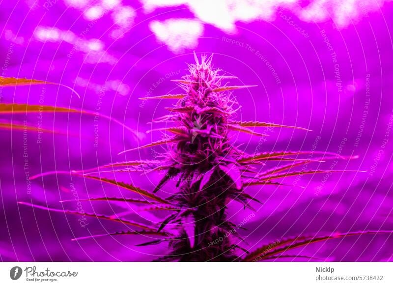 Close-up of a hemp plant in bloom in shimmering purple UV light Hemp Cannabis Marijuana cannabis indica purple haze legalization cannabis sativa