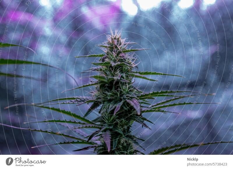 Close-up of a hemp plant in bloom under UV light Hemp Cannabis Marijuana cannabis indica legalization cannabis sativa medical marijuana Homegrow legalize