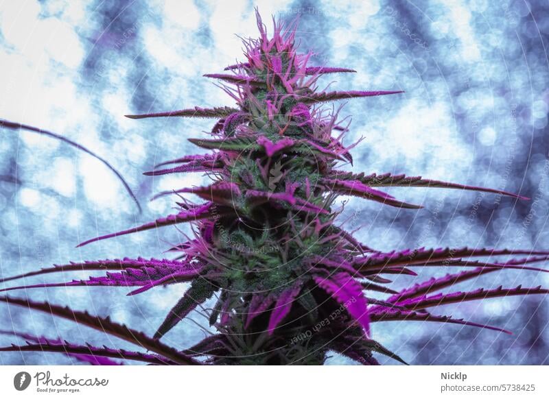 Close-up of a hemp plant with purple shimmering leaves in bloom under UV light Hemp Cannabis Marijuana cannabis indica purple haze legalization cannabis sativa