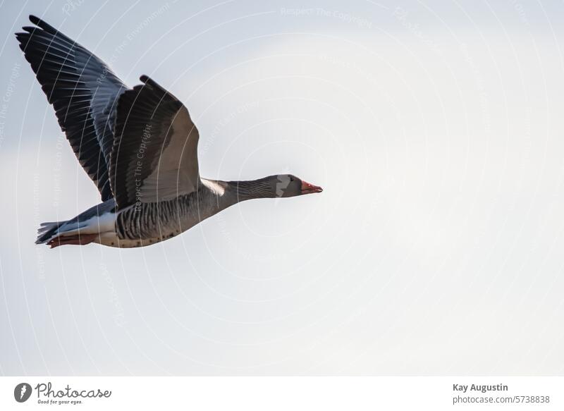 greylag Gray lag goose Grey goose in flight Exterior shot Animal Bird Goose Nature Colour photo Grand piano Wild goose Beak Wild animal Sky Day Anser anser