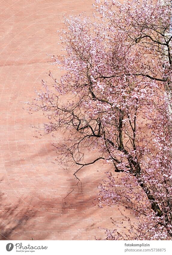 pink blossoming cherry tree Japanese cherry blossom Cherry tree Cherry blossom Tree Spring Blossoming Pink Spring fever pink flowers Spring day Wall (building)