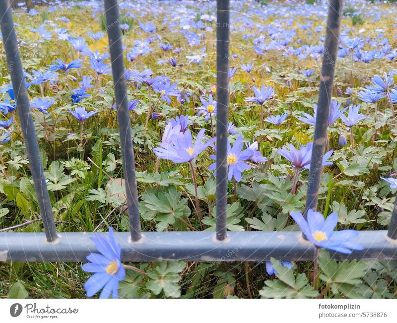 blue anemones behind metal fence Spring flowering plant blossom little flowers Spring fever Spring day spring awakening herald of spring come into bloom