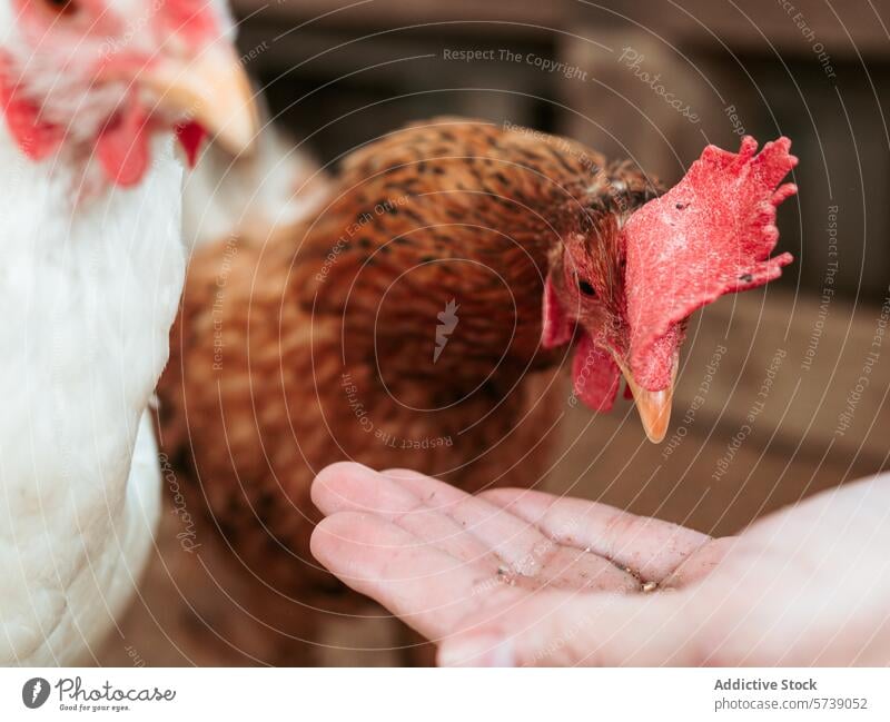 Close-up of a hen cautiously pecking at grains in anonymous person outstretched hand, illustrating human-animal interaction on a farm close-up poultry feed care