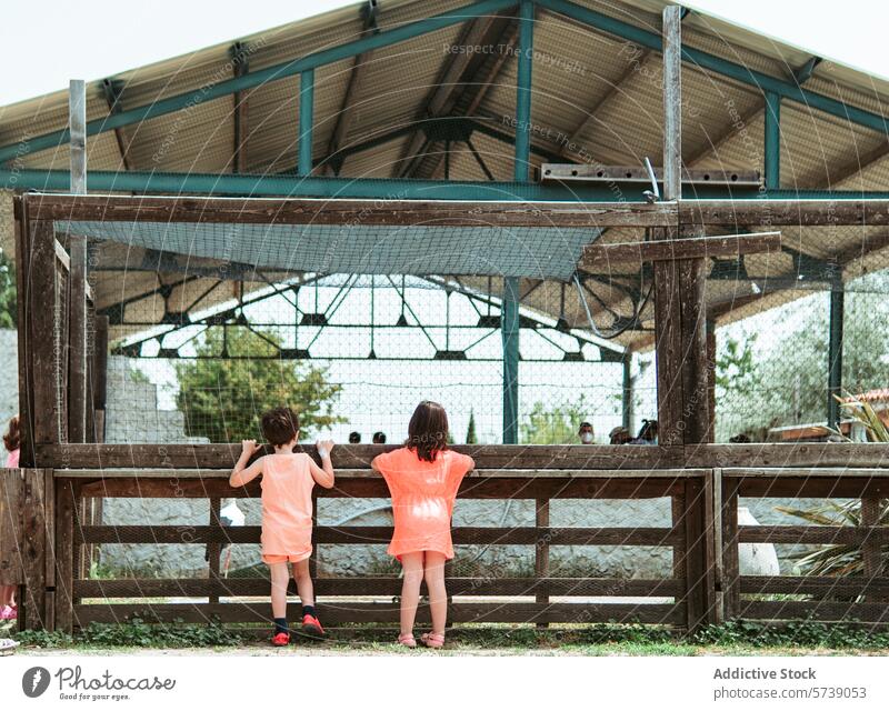 Back view of two children stand on tiptoes to peer into a farm animal enclosure, immersed in the explorative joys of a summer farm school gaze curiosity