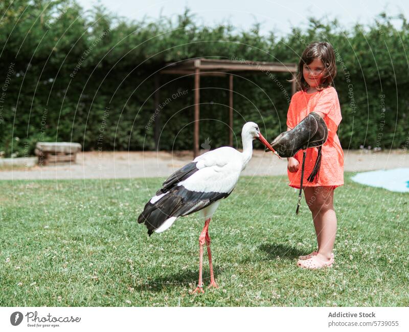 A young girl in a bright orange dress feeds a majestic white stork on a lush green lawn at a farm school on a sunny summer day feeding bird nature outdoor care