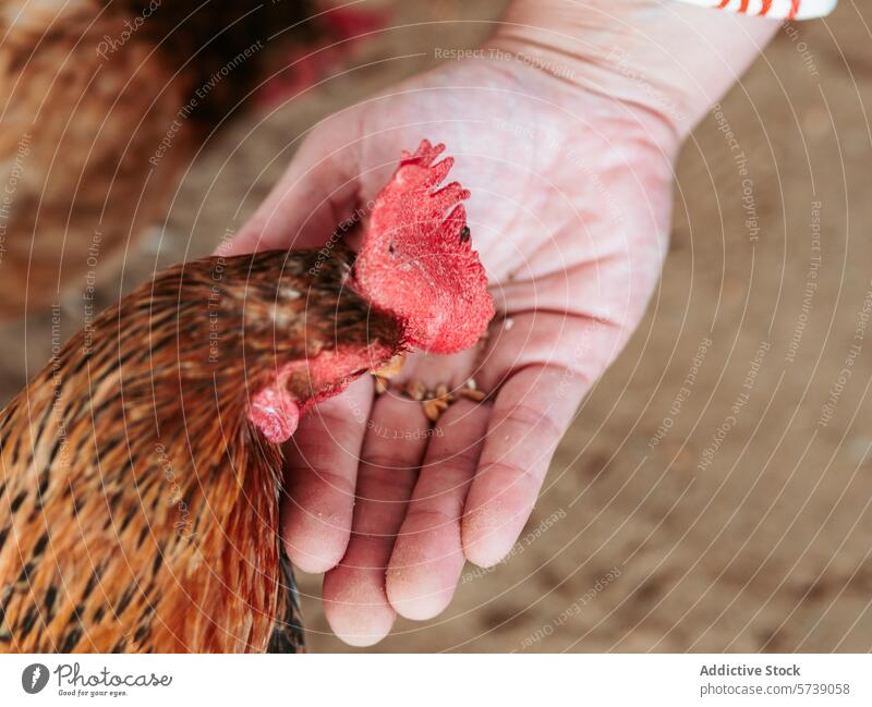 Close-up of a hen feeding from anonymous person open hand, showcasing trust and interaction between humans and farm animals grain close-up bird poultry care