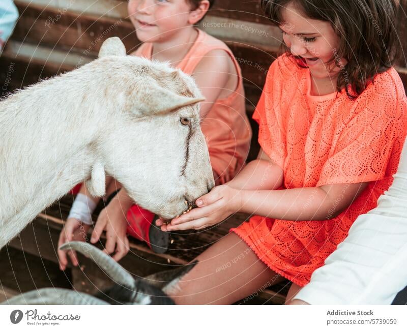 A girl gently offers food to a curious goat, with a watching boy, during a lively summer day at a farm school program child feeding gentle animal outdoor