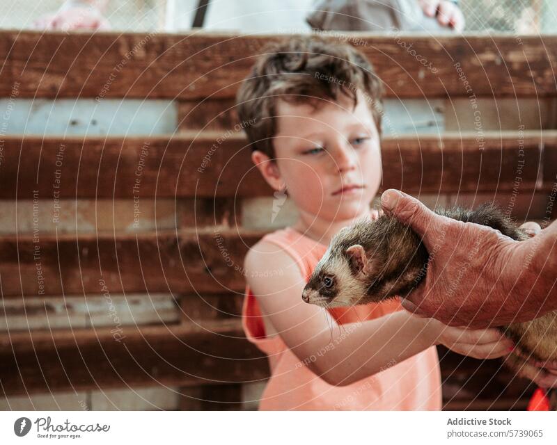 A young boy closely observes a ferret being held by an adult hand, showcasing a moment of learning and interaction at a farm school during the summer child
