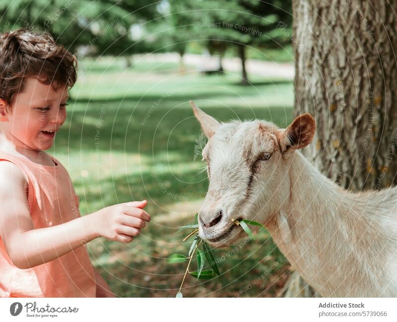 An exuberant boy laughs as he feeds a leaf to a friendly white goat at a verdant park, enjoying a sunny summer day outside child feeding outdoor enjoyment