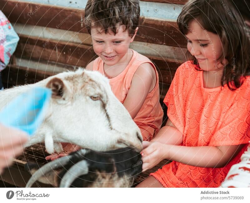 Children smile with delight as they feed and groom a friendly goat at a summer farm school, enjoying a hands-on learning experience child animal care