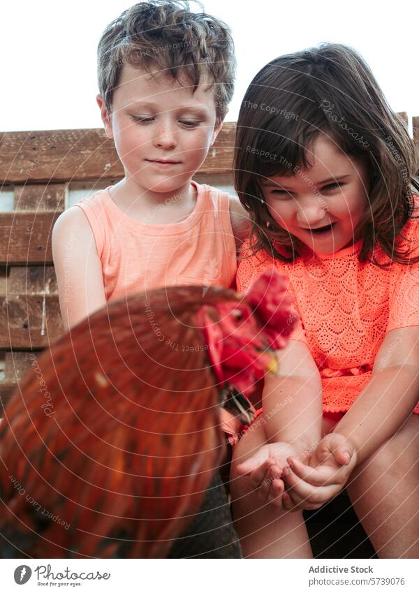 A boy and a girl show excitement and joy while interacting with a vibrant rooster at a farm school during a summer day child interaction animal outdoor learning
