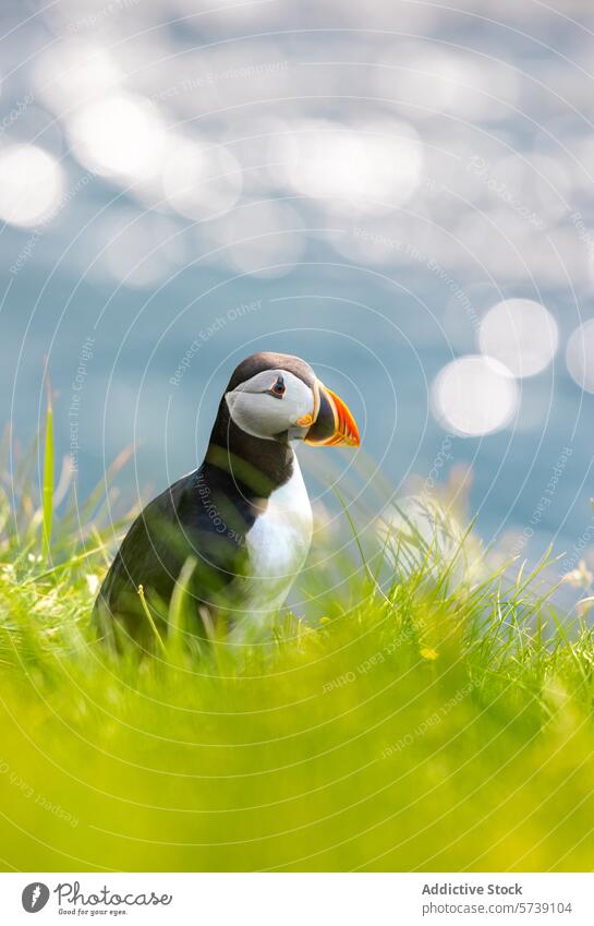 Puffin on the grassy cliffs of Iceland puffin bird iceland nature wildlife green ocean close-up beak feathers standing bokeh habitat natural light outdoor