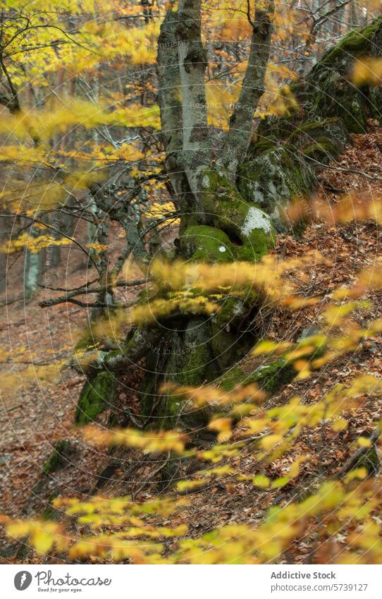 Autumn tranquility in a mossy woodland autumn forest tree golden yellow leaves serene scene trunks nature fall foliage peaceful environment natural scenery