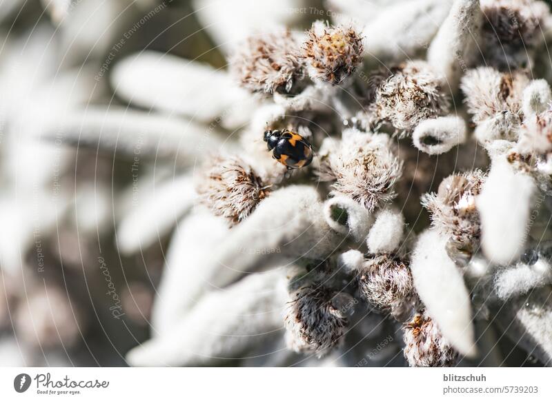 Edelweiss with cockchafer Alps Nature Exterior shot Mountain mountains Switzerland Tourism tourist region Plant Mountain plant Flower mountain flower