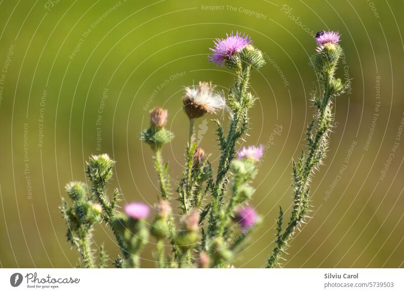 Closeup of spiny plumeless thistle flowers with green blurred background wildflower blossom leaf natural nature garden herbal purple plant pink flora thorn
