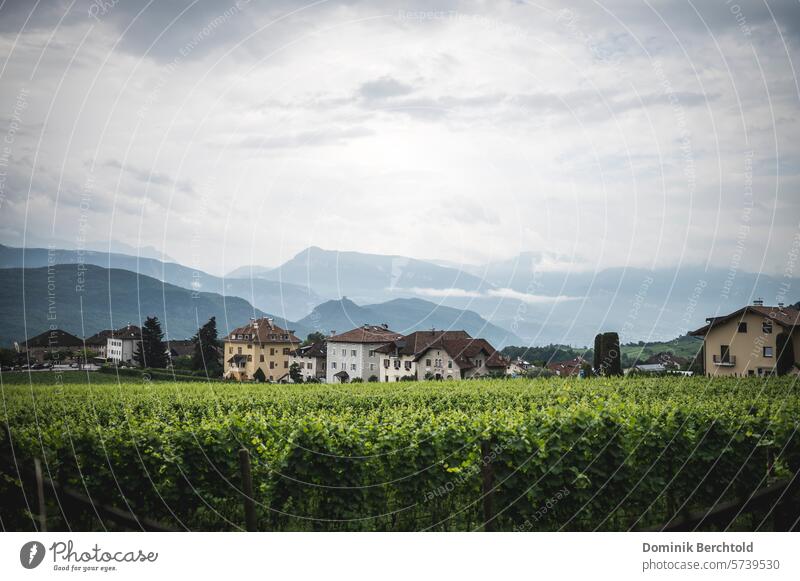 View of Kaltern in South Tyrol Italy View of the town Vine Wine growing wine-growing region Vineyard Landscape Nature Clouds Storm clouds Sky Idyll