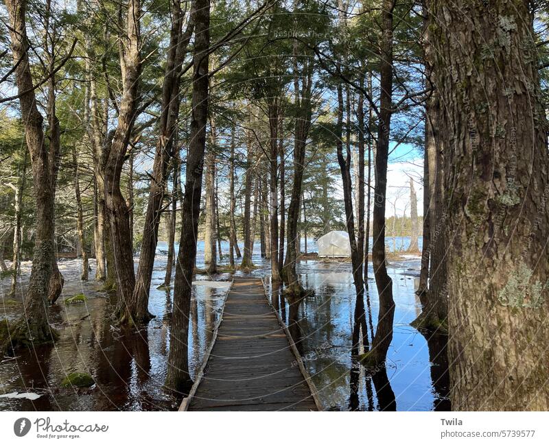 Flooded boardwalk Woods water flooded nature Spring Landscape forest outdoors scenic