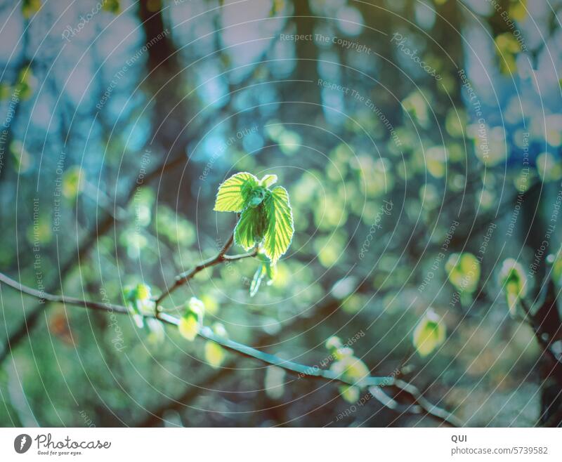 Hatschi... spring is here Spring bud Tree trees Green Bright Moody Joy Joie de vivre (Vitality) leaves young leaves Leaf flooded with light Light Sun Brilliant
