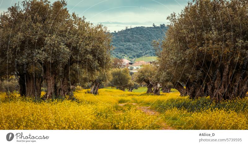 old olive tree plantation  on beautiful yellow flowers field in Monsaraz agriculture alentejo background beauty bloom blossom color colorful countryside europe