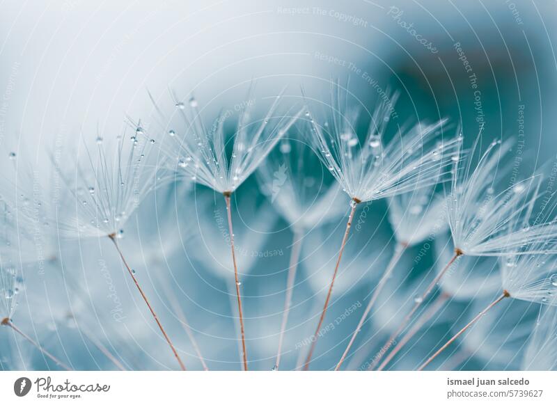 drops on the dandelion flower seed in springtime, blue background raindrops rainy rainy days bright water wet freshness fragility flora beautiful garden nature