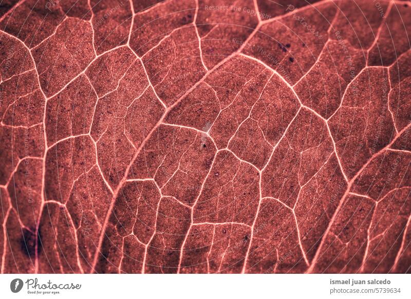 red leaf veins in autumn season, red background red color purple lines pattern detail macro nature natural outdoors backgrounds texture textured abstract fresh