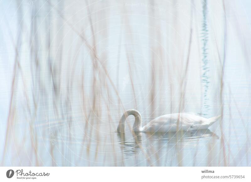 the swan Swan Mute swan Bright Delicate pastel reed afloat Lake Pond daintily