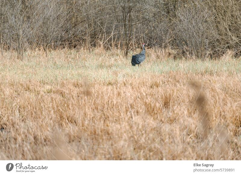 Lone crane on a damp meadow Crane Bird Exterior shot Wild animal Free naturally Meadow Freedom Migratory bird