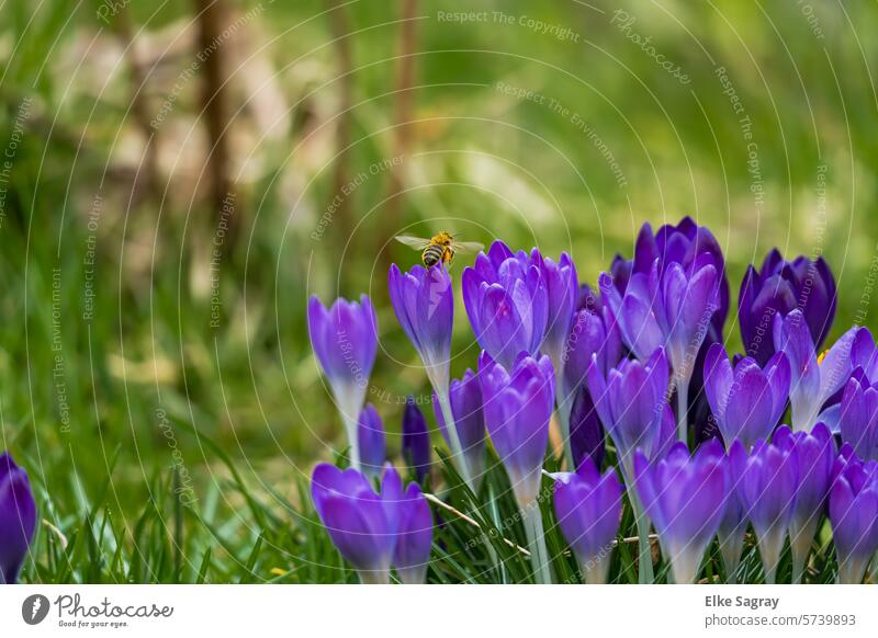 Spring - purple crocuses and wild bees in a meadow Crocus Flower Blossom Violet Nature Spring flowering plant naturally Shallow depth of field Exterior shot