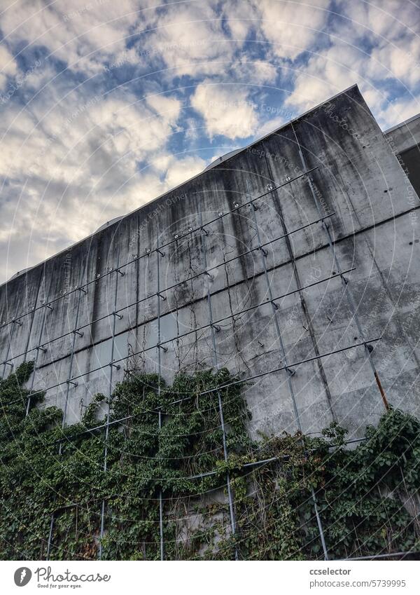 A gray concrete wall with climbing plants growing up it Concrete wall Gray Exterior shot Wall (building) Deserted Facade Town Gloomy Concrete block Colour photo