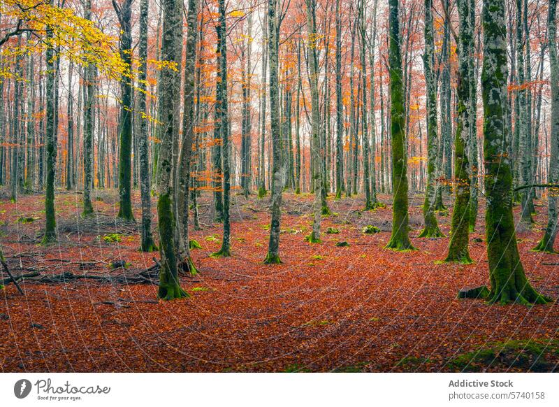 Lush beech trees flaunt their vibrant autumn colors in the Urbasa Forest, with a carpet of fallen leaves creating a tranquil, earthy scene serenity forest leaf