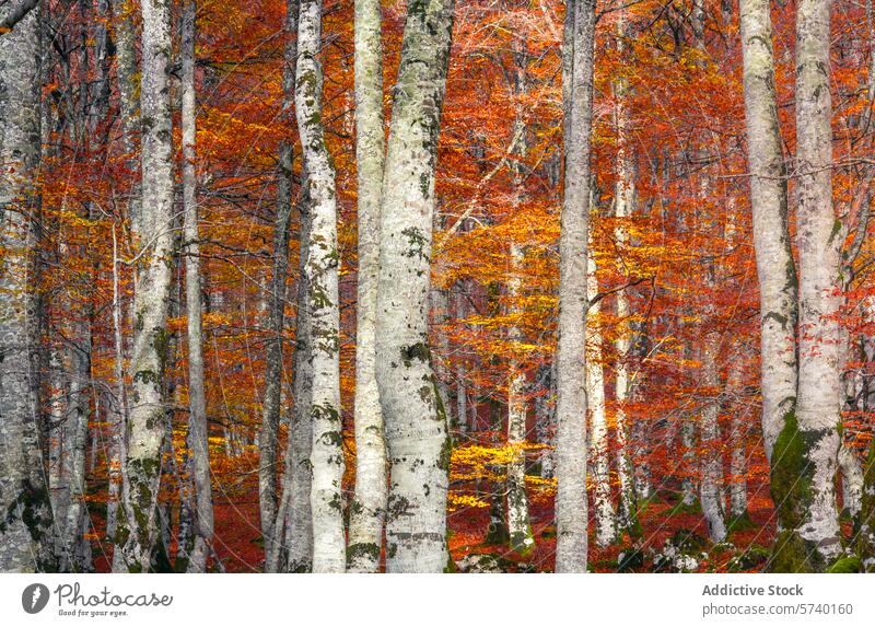 The dense beech trees of Urbasa create a vivid tapestry of autumnal reds and oranges, a stunning display of nature's seasonal artistry woods forest leaf vibrant