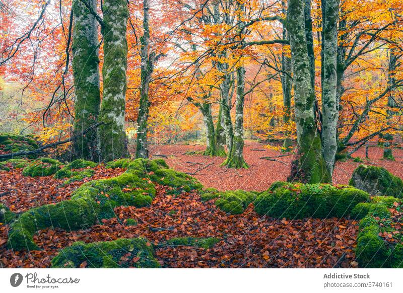 A captivating view of the Urbasa forest floor, richly carpeted with red leaves, contrasting with the moss-covered rocks and vivid autumnal canopy leaf tree