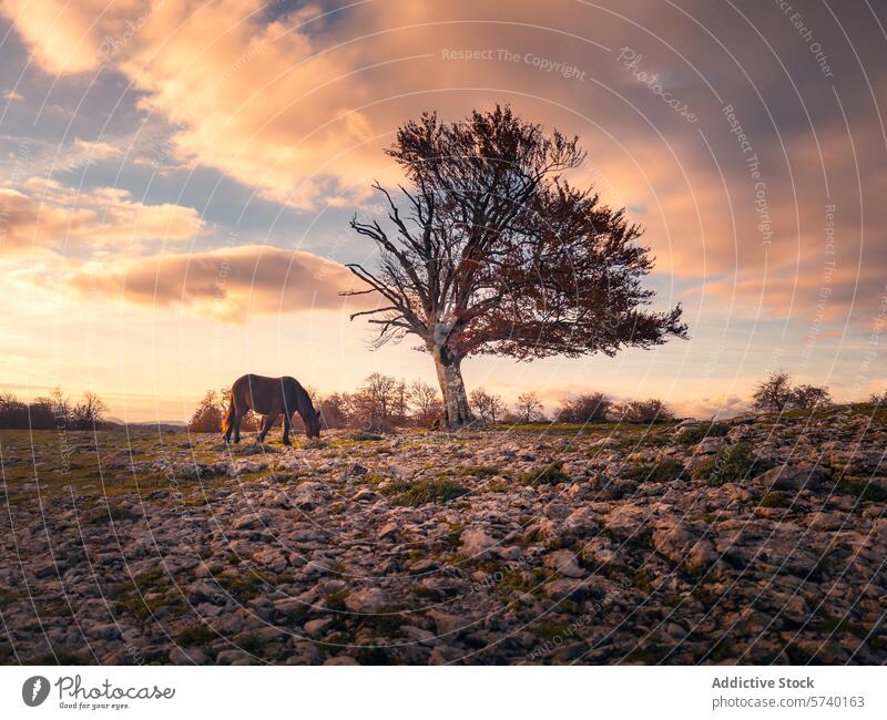 A solitary horse grazes peacefully in the Urbasa mountain range, under the warm glow of a sunset sky, beside a wind-swept tree grazing animal nature landscape