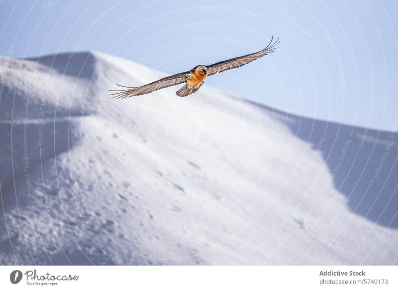 A Bearded Vulture gliding gracefully with widespread wings above the pristine snow-covered mountain slopes bearded vulture quebrantahuesos soaring bird wildlife