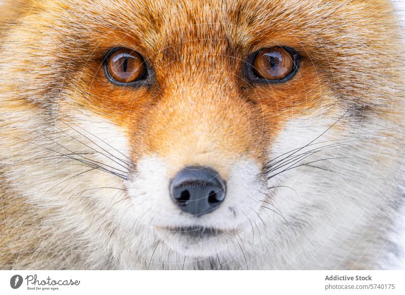 A captivating close-up of a Red Fox, emphasizing its sharp eyes and striking fur pattern, set against a snowy backdrop fox red wildlife animal gaze face whisker