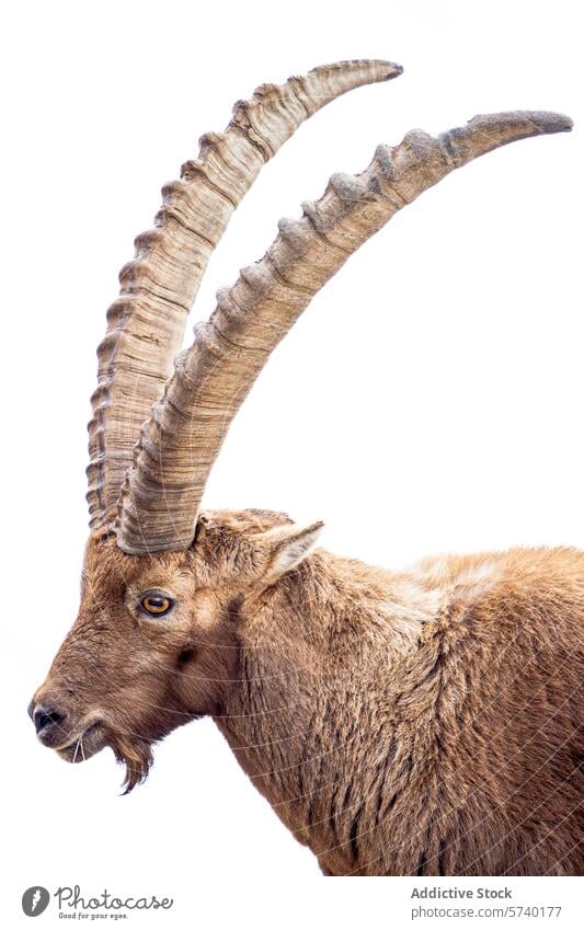 A close-up image showcasing the intricate details and robust spiraling horns of an adult Alpine Ibex against a white background, highlighting its natural grace and strength