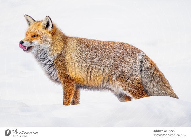 A vibrant Red Fox captured mid-stride on a snowy terrain, with its fur details highlighted against the winter white fox wildlife animal nature cold mammal