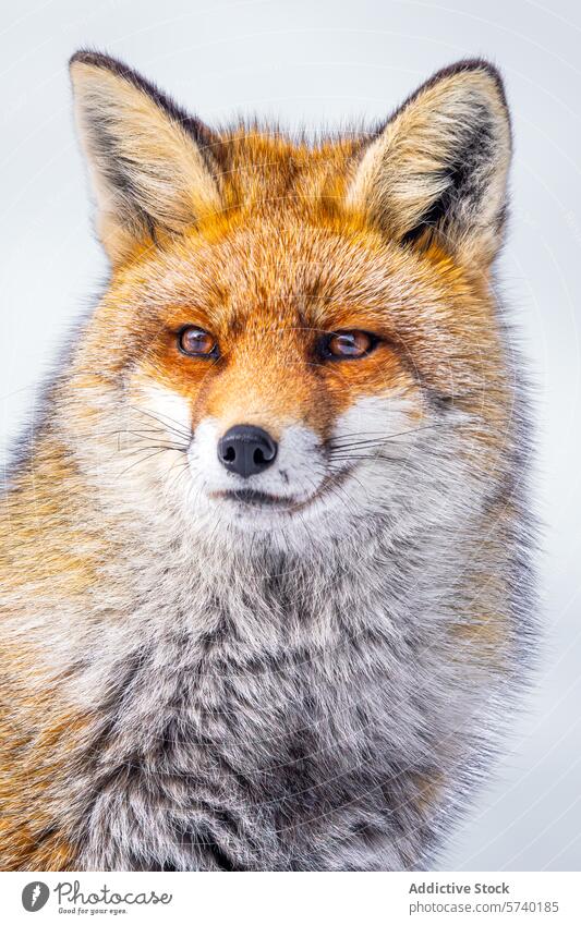 A stunning portrait of a Red Fox, capturing the intensity of its gaze and the rich texture of its fur against a stark white backdrop fox red animal wildlife