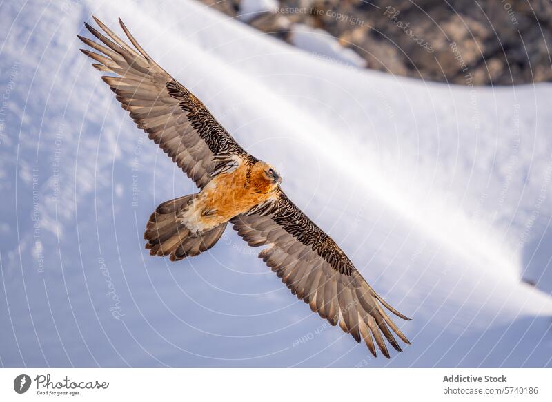 An impressive bearded vulture glides with its wings fully extended against a backdrop of pristine snow-covered slopes Bearded vulture Quebrantahuesos bird