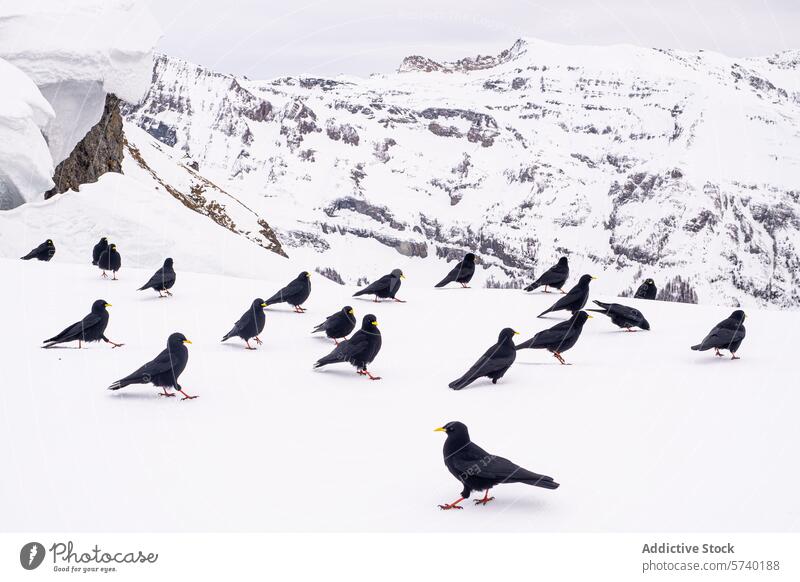 A flock of Alpine Choughs with distinctive yellow beaks and red legs stand out against the snowy landscape, with the craggy mountain backdrop emphasizing their high-altitude habitat