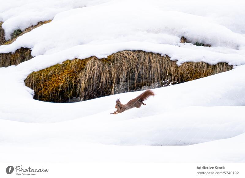 A red squirrel caught mid-leap above the snow, with a lively contrast between its warm fur and the cold, white landscape jump energetic wildlife animal winter